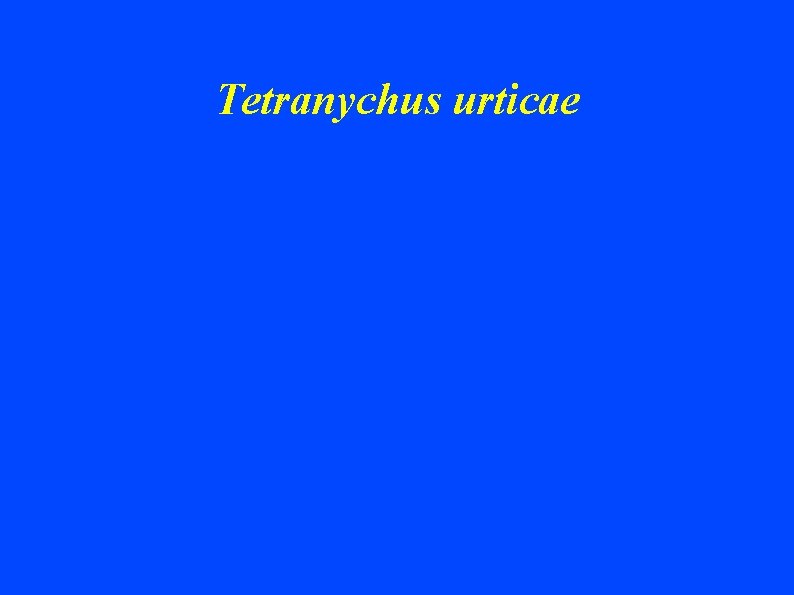 Tetranychus urticae 