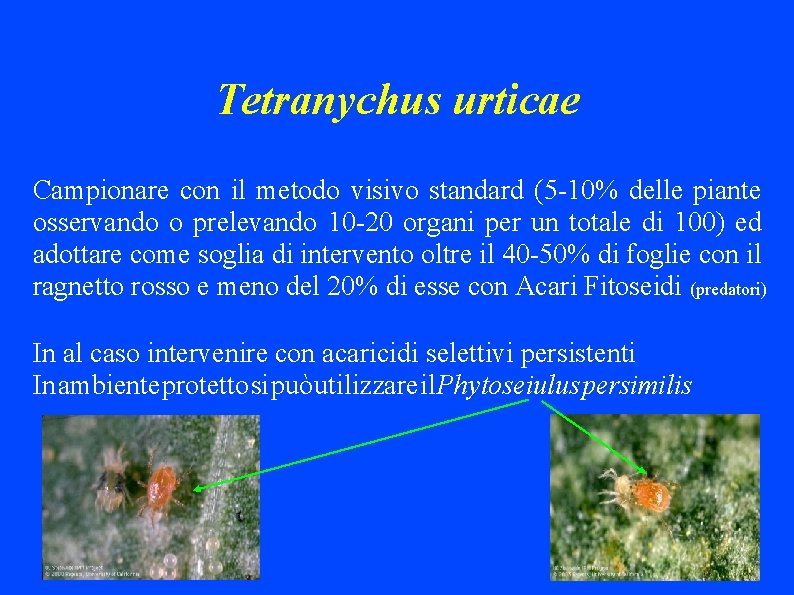 Tetranychus urticae Campionare con il metodo visivo standard (5 -10% delle piante osservando o