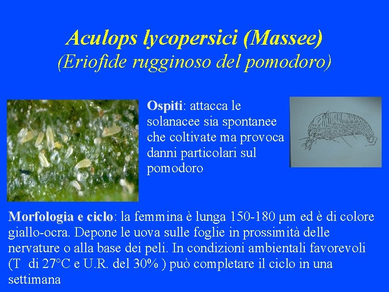 Aculops lycopersici (Massee) (Eriofide rugginoso del pomodoro) Ospiti: Ospiti attacca le solanacee sia spontanee