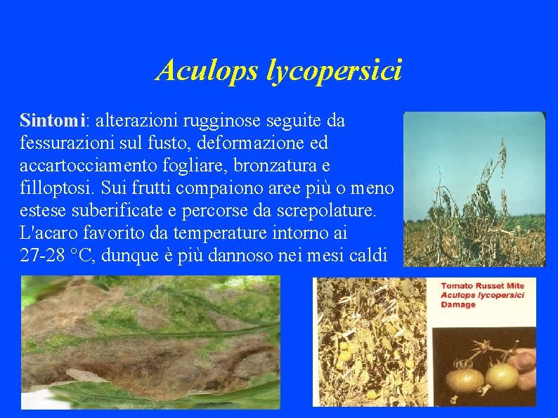 Aculops lycopersici Sintomi: Sintomi alterazioni rugginose seguite da fessurazioni sul fusto, deformazione ed accartocciamento