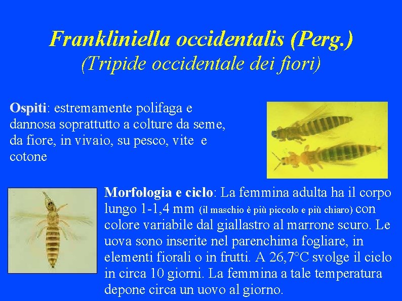 Frankliniella occidentalis (Perg. ) (Tripide occidentale dei fiori) Ospiti: Ospiti estremamente polifaga e dannosa