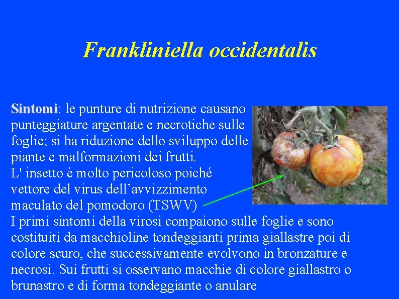 Frankliniella occidentalis Sintomi: Sintomi le punture di nutrizione causano punteggiature argentate e necrotiche sulle