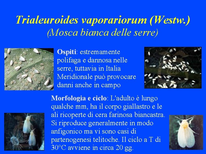 Trialeuroides vaporariorum (Westw. ) (Mosca bianca delle serre) Ospiti: Ospiti estremamente polifaga e dannosa