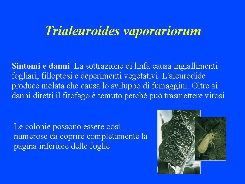 Trialeuroides vaporariorum Sintomi e danni: danni La sottrazione di linfa causa ingiallimenti fogliari, filloptosi