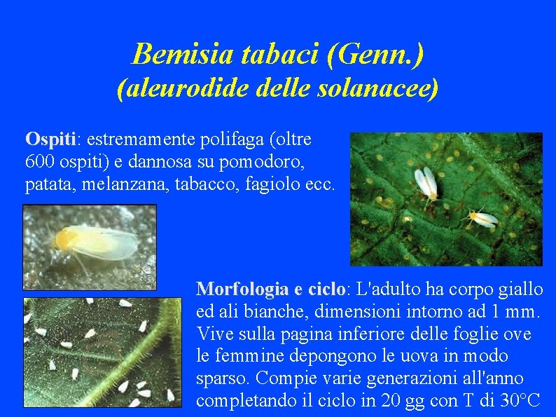 Bemisia tabaci (Genn. ) (aleurodide delle solanacee) Ospiti: Ospiti estremamente polifaga (oltre 600 ospiti)