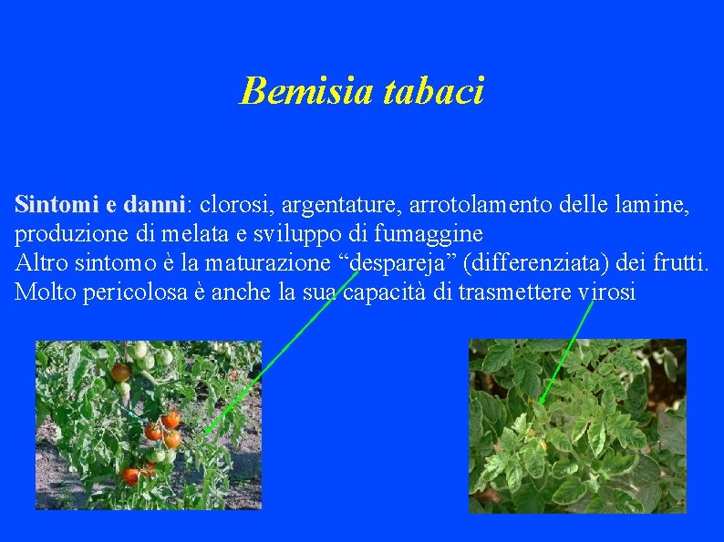 Bemisia tabaci Sintomi e danni: danni clorosi, argentature, arrotolamento delle lamine, produzione di melata