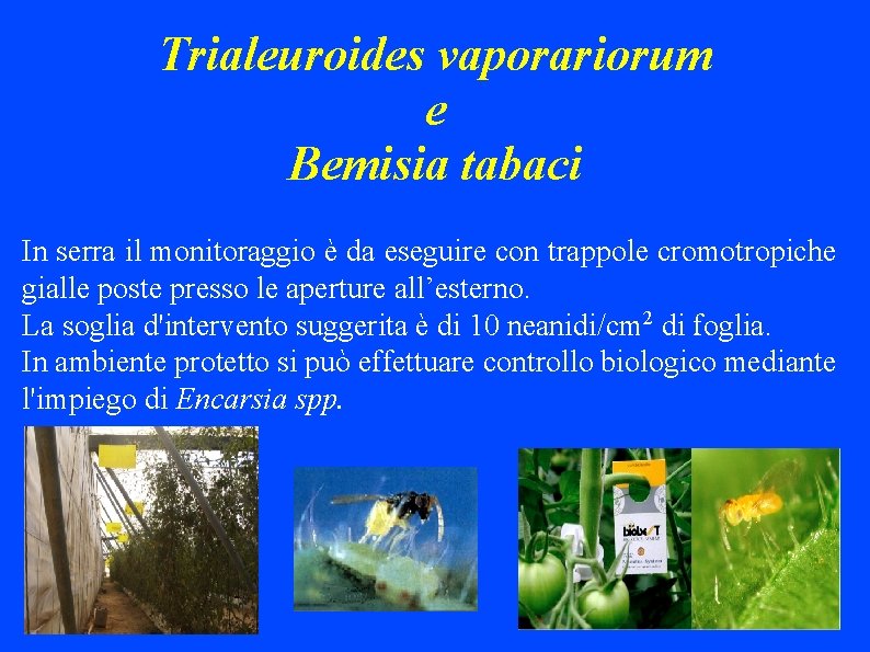 Trialeuroides vaporariorum e Bemisia tabaci In serra il monitoraggio è da eseguire con trappole