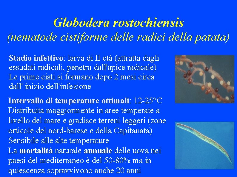 Globodera rostochiensis (nematode cistiforme delle radici della patata) Stadio infettivo: infettivo larva di II