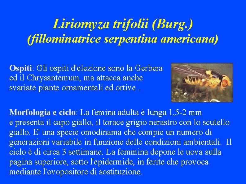 Liriomyza trifolii (Burg. ) (fillominatrice serpentina americana) Ospiti: Ospiti Gli ospiti d'elezione sono la