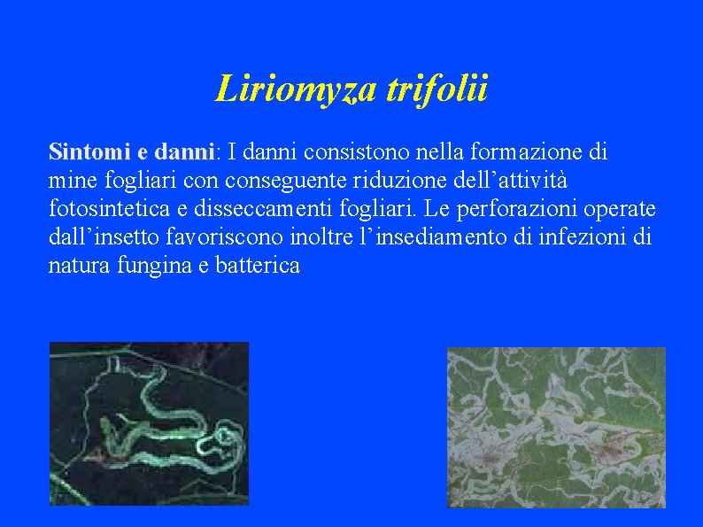 Liriomyza trifolii Sintomi e danni: danni I danni consistono nella formazione di mine fogliari