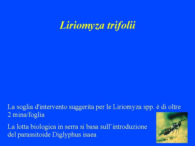 Liriomyza trifolii La soglia d'intervento suggerita per le Liriomyza spp. è di oltre 2
