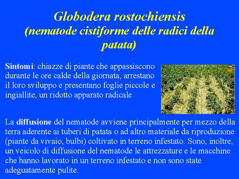 Globodera rostochiensis (nematode cistiforme delle radici della patata) Sintomi: Sintomi chiazze di piante che