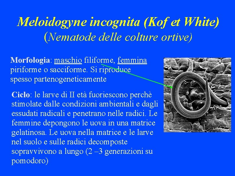 Meloidogyne incognita (Kof et White) (Nematode delle colture ortive) Morfologia: Morfologia maschio filiforme, femmina