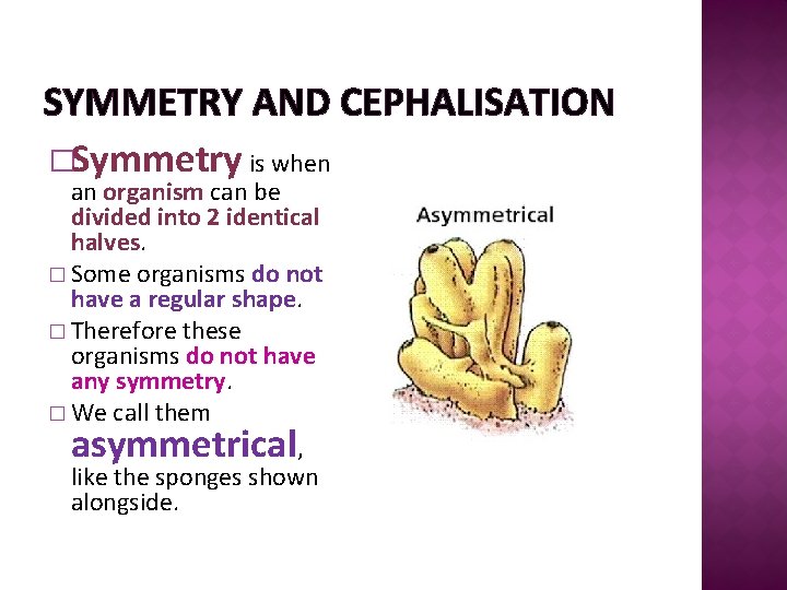 SYMMETRY AND CEPHALISATION �Symmetry is when an organism can be divided into 2 identical