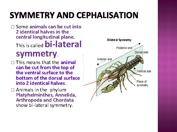 SYMMETRY AND CEPHALISATION � Some animals can be cut into 2 identical halves in