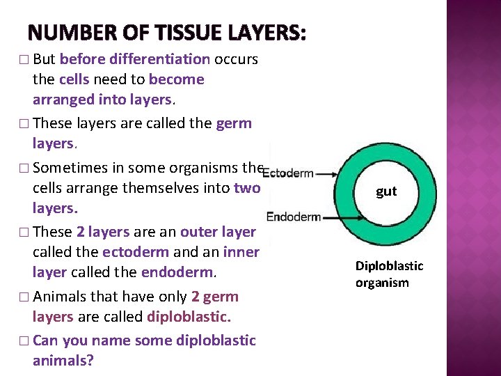 NUMBER OF TISSUE LAYERS: � But before differentiation occurs the cells need to become