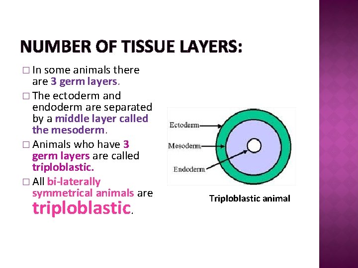 NUMBER OF TISSUE LAYERS: � In some animals there are 3 germ layers. �