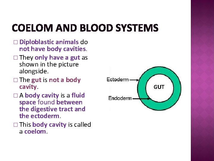 COELOM AND BLOOD SYSTEMS � Diploblastic animals do not have body cavities. � They