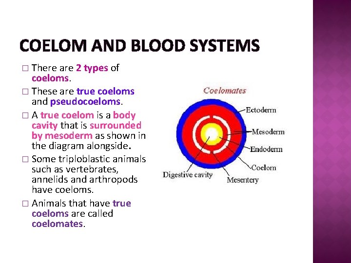 COELOM AND BLOOD SYSTEMS There are 2 types of coeloms. � These are true