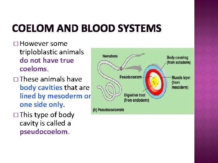 COELOM AND BLOOD SYSTEMS � However some triploblastic animals do not have true coeloms.