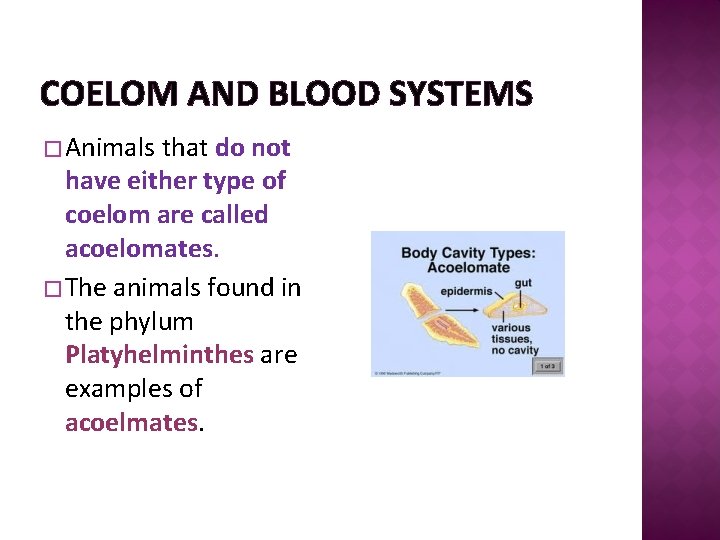 COELOM AND BLOOD SYSTEMS � Animals that do not have either type of coelom