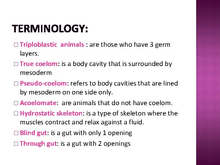 TERMINOLOGY: � Triploblastic animals : are those who have 3 germ layers. � True
