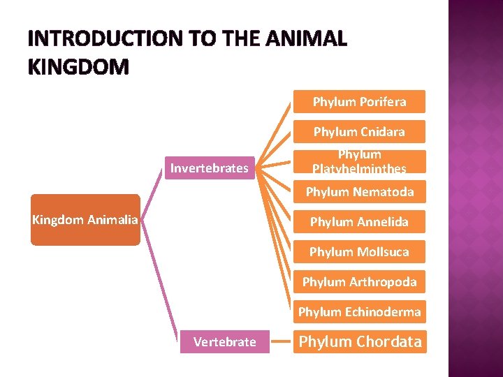 INTRODUCTION TO THE ANIMAL KINGDOM Phylum Porifera Phylum Cnidara Invertebrates Phylum Platyhelminthes Phylum Nematoda