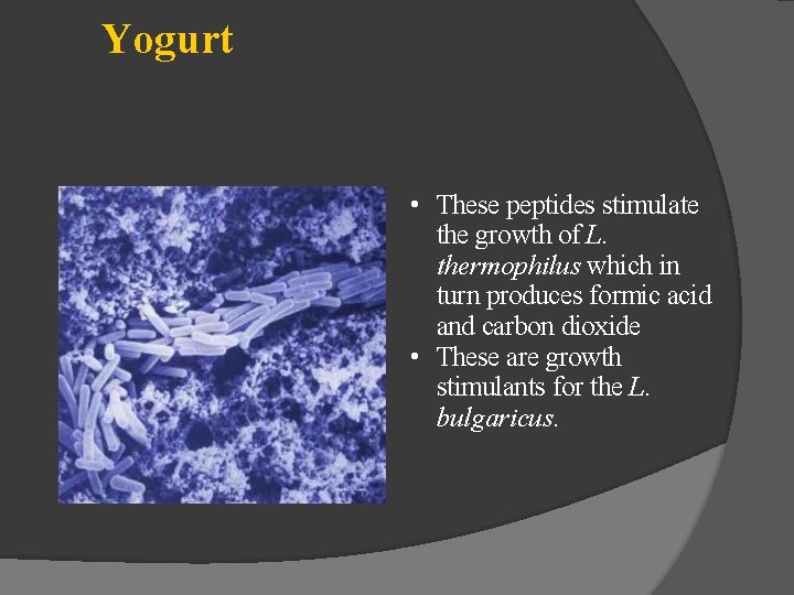 Yogurt • These peptides stimulate the growth of L. thermophilus which in turn produces