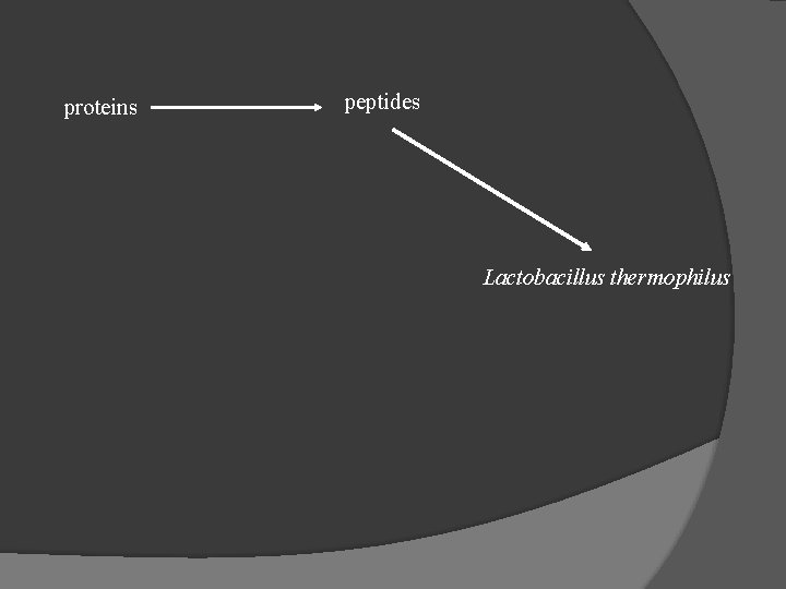 proteins peptides Lactobacillus thermophilus 
