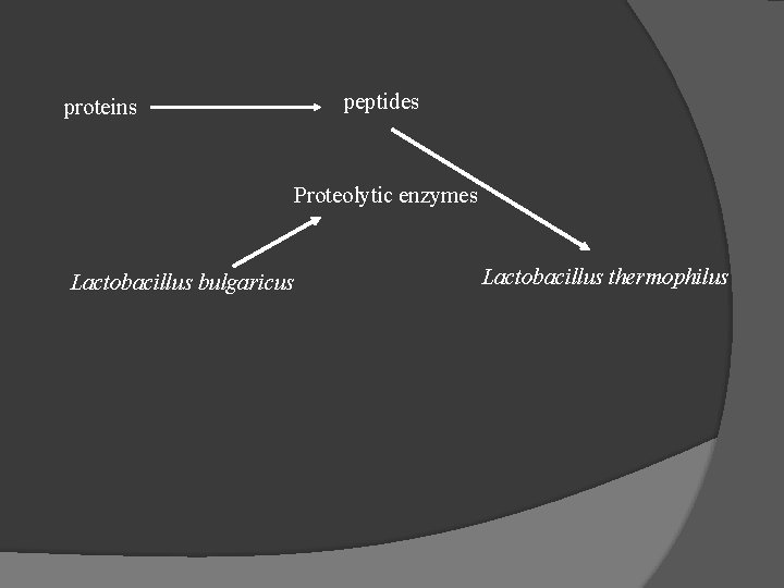 proteins peptides Proteolytic enzymes Lactobacillus bulgaricus Lactobacillus thermophilus 