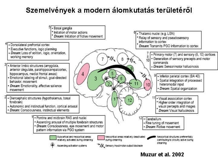 Szemelvények a modern álomkutatás területéről Muzur et al. 2002 