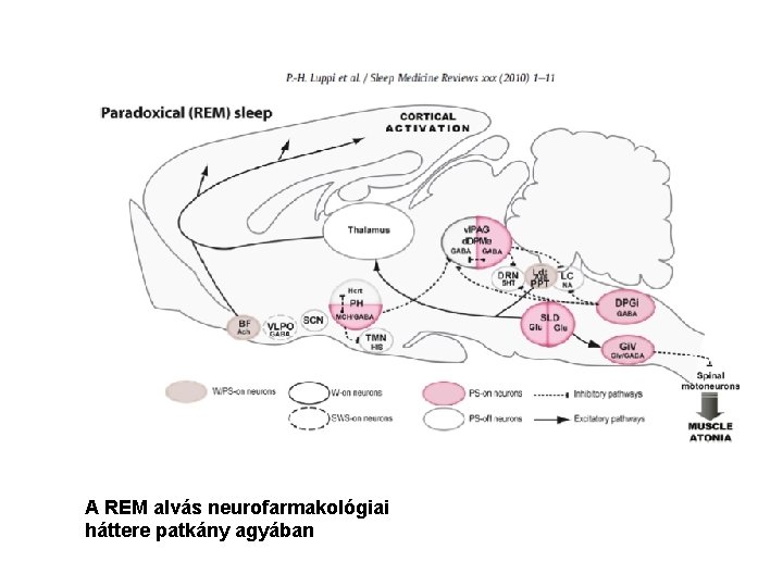 A REM alvás neurofarmakológiai háttere patkány agyában 