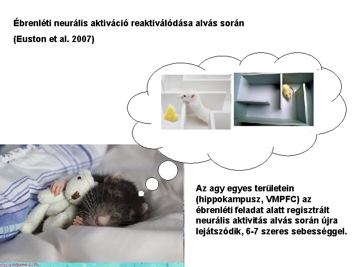 Ébrenléti neurális aktiváció reaktiválódása alvás során (Euston et al. 2007) Az agy egyes területein