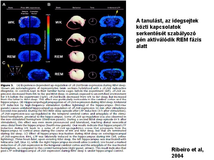 A tanulást, az idegsejtek közti kapcsolatok serkentését szabályozó gén aktiválódik REM fázis alatt Ribeiro
