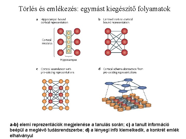 Törlés és emlékezés: egymást kiegészítő folyamatok a-b) elemi reprezentációk megjelenése a tanulás során; c)