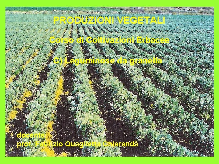 PRODUZIONI VEGETALI Corso di Coltivazioni Erbacee C) Leguminose da granella docente: prof. Fabrizio Quaglietta