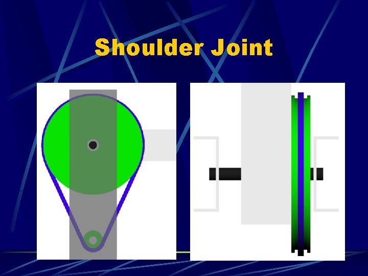 Shoulder Joint 