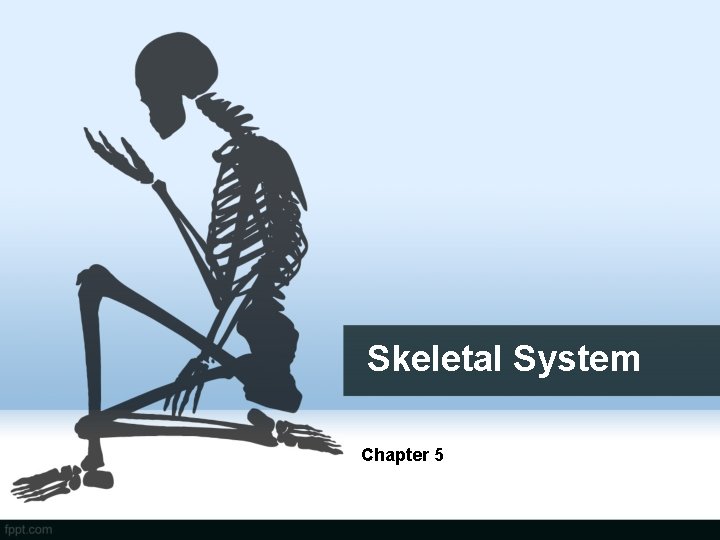 Skeletal System Chapter 5 