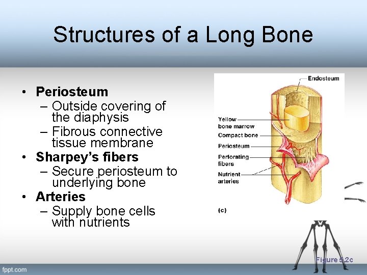 Structures of a Long Bone • Periosteum – Outside covering of the diaphysis –