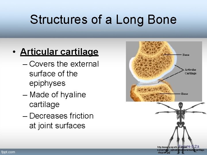 Structures of a Long Bone • Articular cartilage – Covers the external surface of