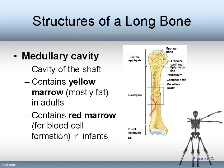 Structures of a Long Bone • Medullary cavity – Cavity of the shaft –