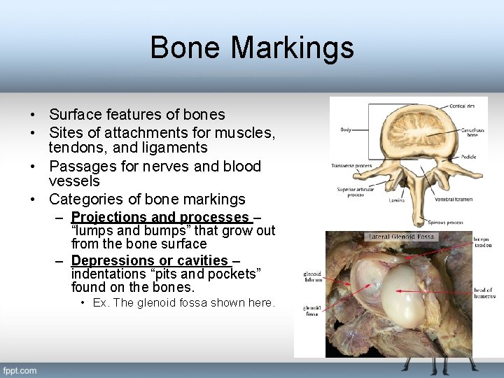 Bone Markings • Surface features of bones • Sites of attachments for muscles, tendons,
