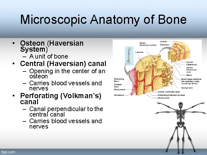 Microscopic Anatomy of Bone • Osteon (Haversian System) – A unit of bone •