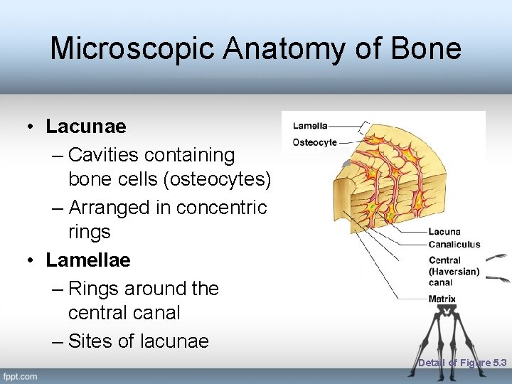 Microscopic Anatomy of Bone • Lacunae – Cavities containing bone cells (osteocytes) – Arranged