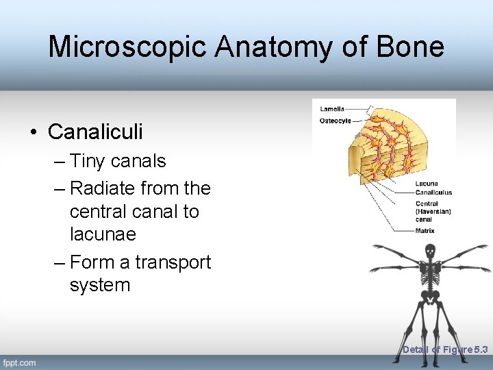 Microscopic Anatomy of Bone • Canaliculi – Tiny canals – Radiate from the central