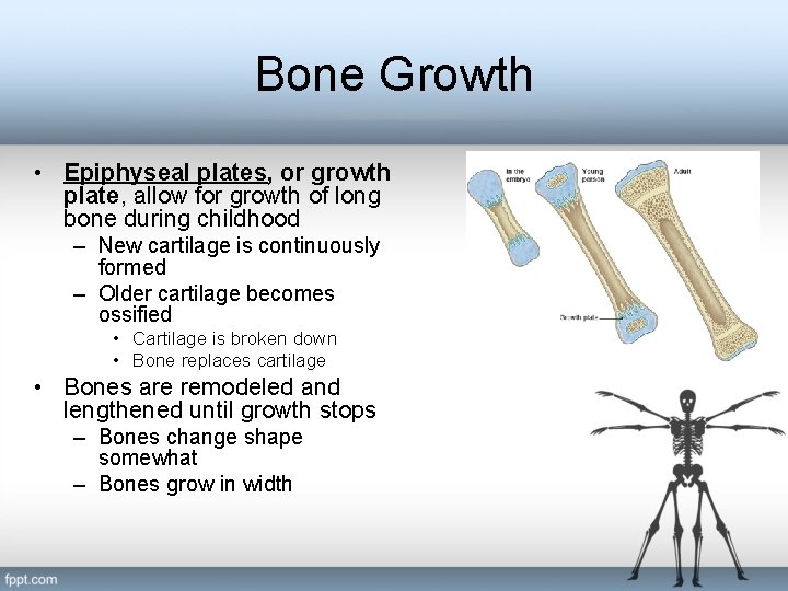 Bone Growth • Epiphyseal plates, or growth plate, allow for growth of long bone