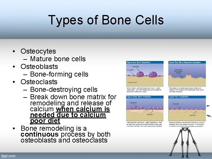 Types of Bone Cells • Osteocytes – Mature bone cells • Osteoblasts – Bone-forming