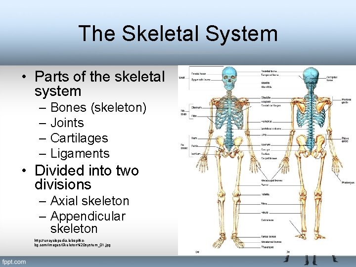 The Skeletal System • Parts of the skeletal system – Bones (skeleton) – Joints