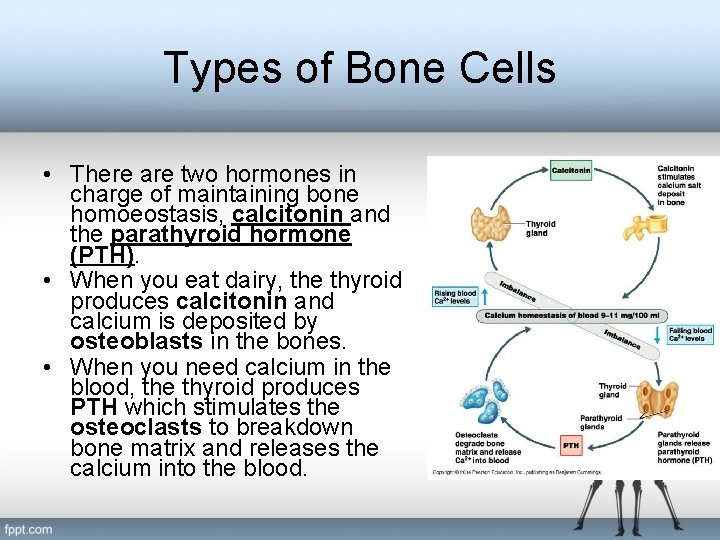 Types of Bone Cells • There are two hormones in charge of maintaining bone