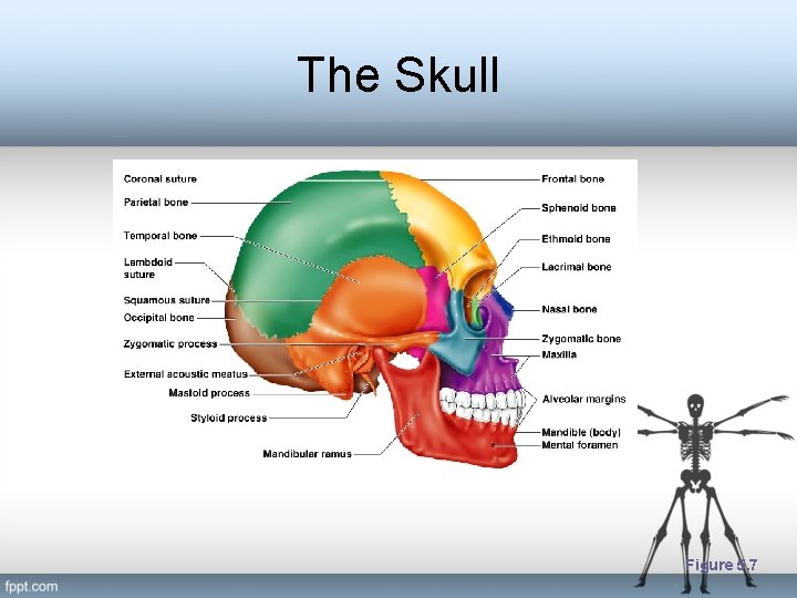 The Skull Figure 5. 7 